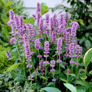 Agastache, Kłosowiec - Blue Fortune - duża paczka! - 10 szt.