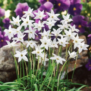 Ipheion - Ifejon - White Star - 10 szt.