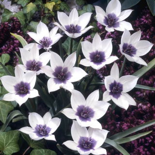 Tulipan Alba Coerulea Ocul - duża paczka! - 50 szt.