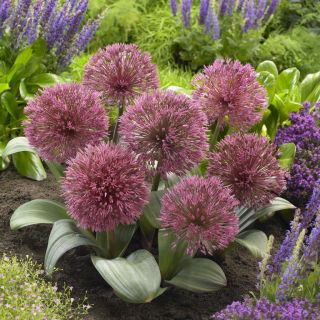 Czosnek Nevskianum - Allium nevskianum - GIGA paczka! - 50 szt.