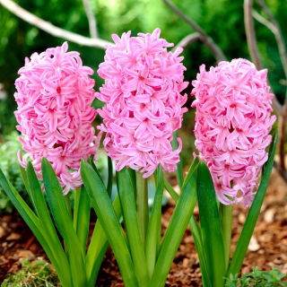 Hiacynt Marconi - GIGA paczka! - 100 szt.