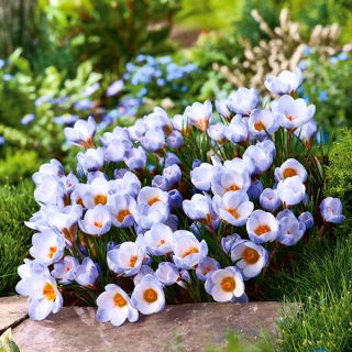 Krokus Blue Pearl - GIGA paczka! - 500 szt.