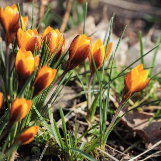 Krokus Zwanenburg Bronze - GIGA paczka! - 500 szt.