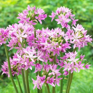 Czosnek ozdobny Eros - GIGA paczka! - 500 szt.