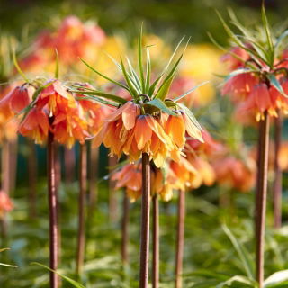 Korona Cesarska - Bach - GIGA paczka! - 50 szt.