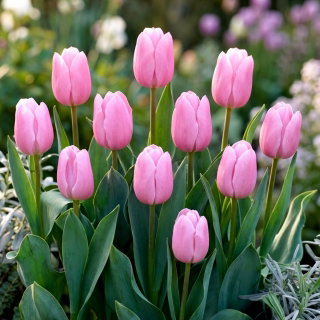 Tulipan jasnoróżowy - Light Pink - GIGA paczka! - 250 szt.