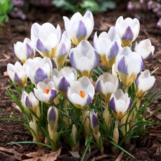 Krokus Blue Bird - duża paczka! - 100 szt.