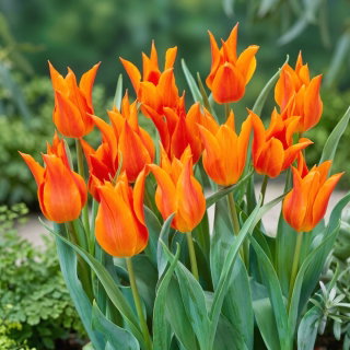 Tulipan liliokształtny pomarańczowy - Lilyflowering orange - 5 szt.