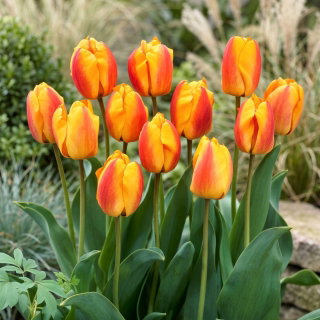 Tulipan Oxford Wonder - 5 szt.