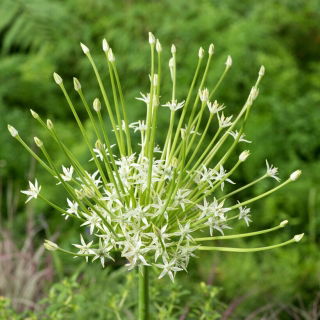 Czosnek ozdobny Arctic Snow - duża paczka! - 10 szt.