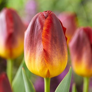 Tulipan Amberglow - GIGA paczka! - 250 szt.