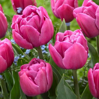 Tulipan Double You - 5 szt.