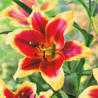 Lilia - Red Dutch - GIGA paczka! - 50 szt.
