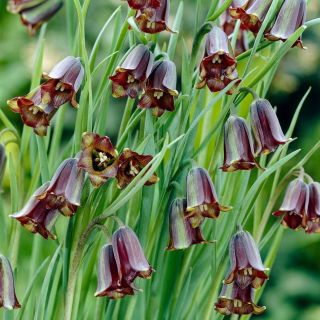 Szachownica Elwesa - Fritillaria elwesii - GIGA paczka! - 250 szt.