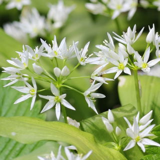 Czosnek niedźwiedzi - aromatyczne zioło! - 5 cebulek
