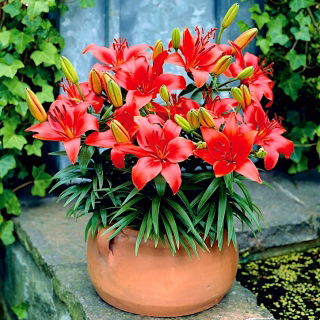 Lilia miniaturka - Crimson Pixie - GIGA paczka! - 50 szt.
