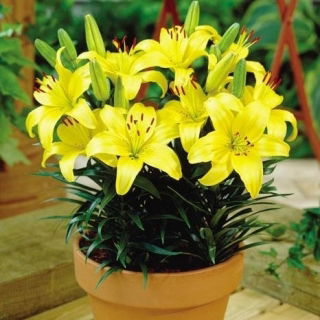 Lilia miniaturka - Bright Pixie - GIGA paczka! - 50 szt.