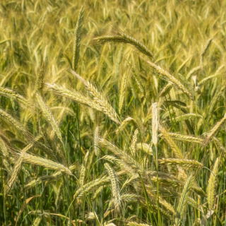 Żyto ozime na poplon - 1000 gram