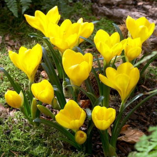 Sternbergia - Żółty zimowit - 1 cebula