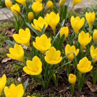 Sternbergia - Żółty zimowit - GIGA paczka! - 50 szt.