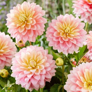 Dalia - Sheer Heaven - GIGA paczka! - 50 szt.
