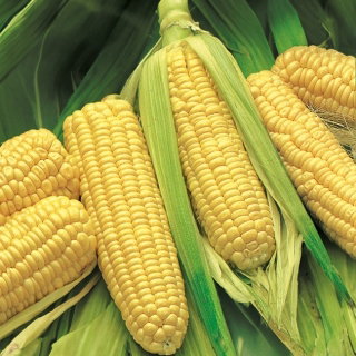 Kukurydza cukrowa Złota Karłowa - 120 nasion