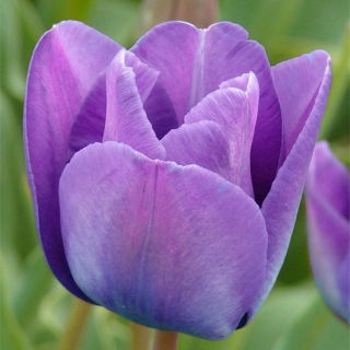 Tulipan niebieski - Blue - paczka XXL - 50 cebulek