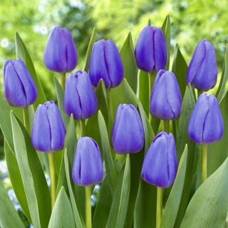 Tulipan niebieski - Blue - 5 cebulek
