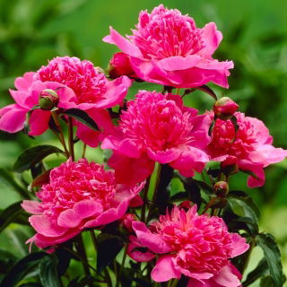 Piwonia, Paeonia - Barbara - sadzonka - GIGA paczka! - 50 szt.