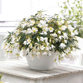Begonia boliwijska - Bertini Santa Barbara - duża paczka! - 10 szt.