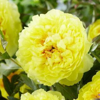 Piwonia, Paeonia - Bartzella - sadzonka - GIGA paczka! - 50 szt.