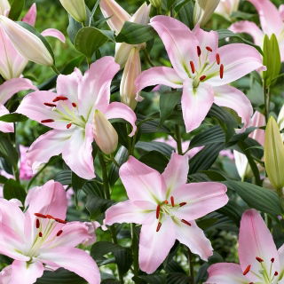 Lilia - Pink News - orientalna, pachnąca