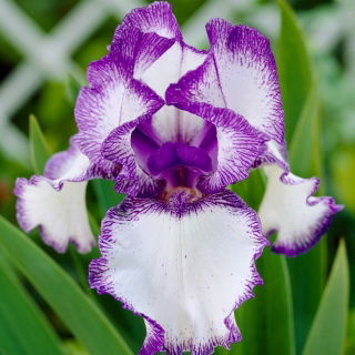 Kosaciec, Irys - Blue Staccato