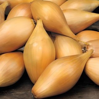 Cebula dymka - Zebrune - szalotka - 0,25 kg
