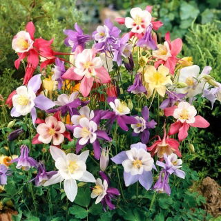 Orlik ogrodowy mix - McKana Hybrids - GIGA paczka! - 50 szt.