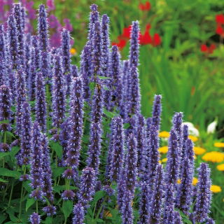 Agastache, Kłosowiec - 210 nasion