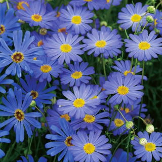 Czubatka ubiorkolistna - Blue Splendour