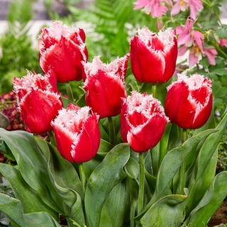 Tulipan New Santa - 5 szt.