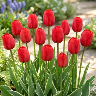 Tulipan Darwidesign - 5 szt.