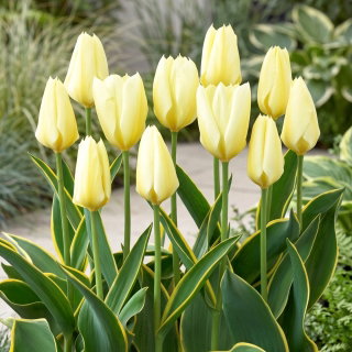 Tulipan Purissima Design - 5 szt.