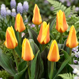 Tulipan Miskodeed - 5 szt.