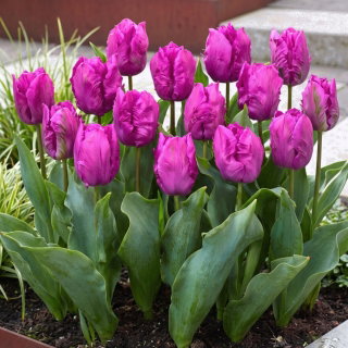 Tulipan papuzi fioletowy - Parrot purple - duża paczka! - 50 szt.