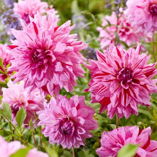 Dalia - Prins Carnaval