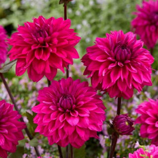 Dalia - Cornwall Island