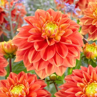 Dalia - Sunset Tropicana