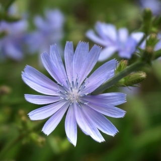 Cykoria podróżnik - idealna na łąkę kwietną - 100 gram