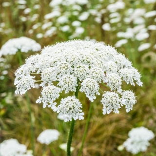 Marchew dzika, marchew zwyczajna - na naturalną łąkę kwietną - 100 g