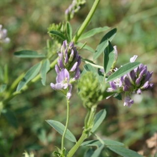 Lucerna siewna Eugenia - 0,5 kg