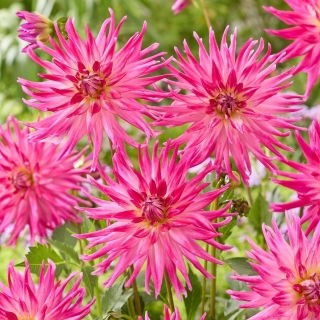 Dalia - Electric Light - GIGA paczka!  - 50 szt.