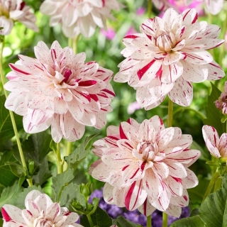 Dalia - Bright Diamond - duża paczka! - 10 szt.